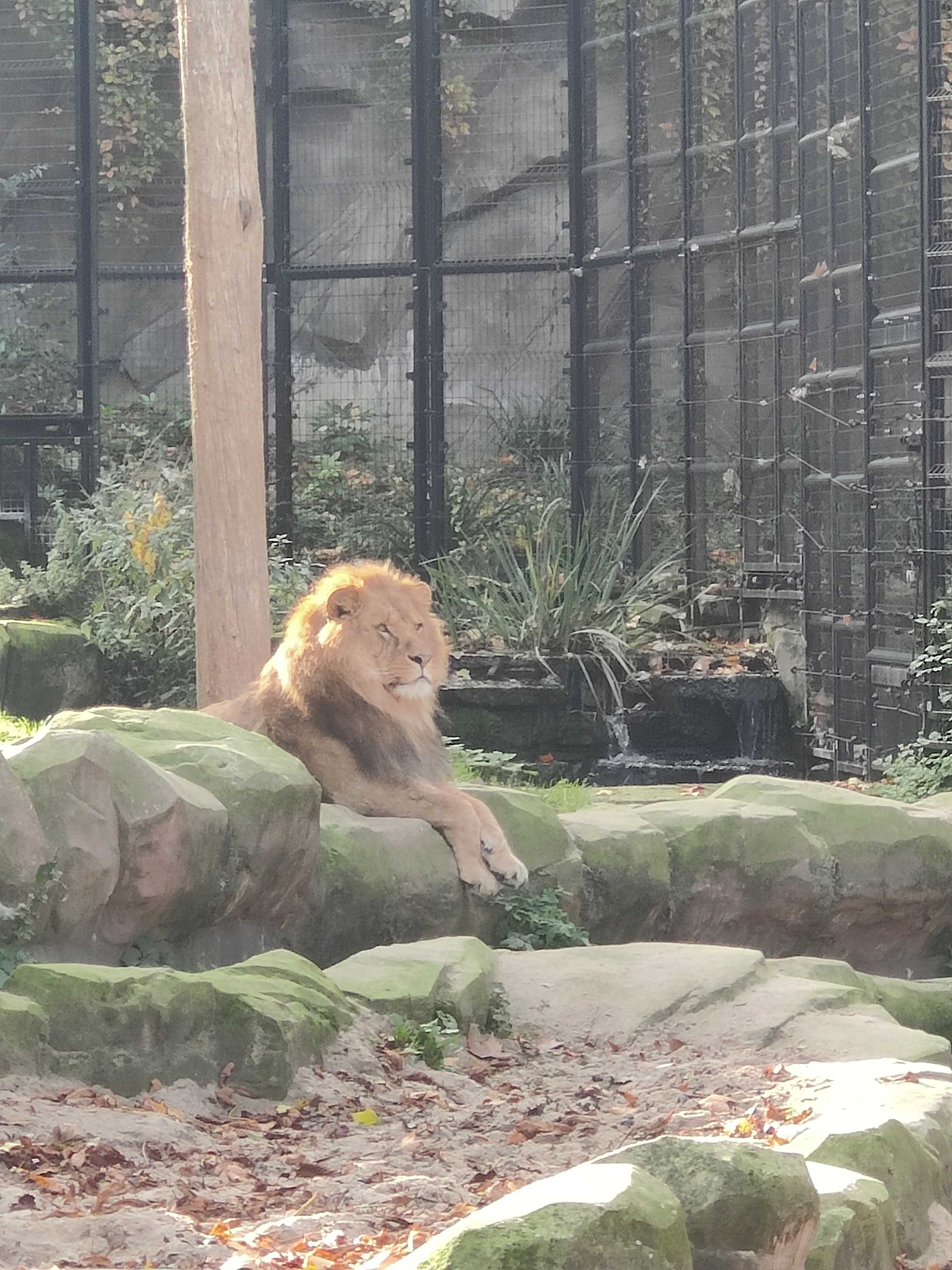 A lion from the Zoo of Antwerp